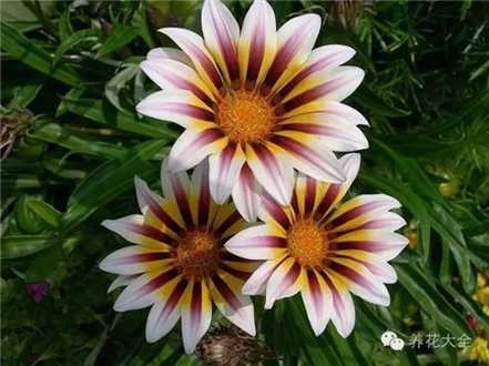 勋章菊 勋章菊