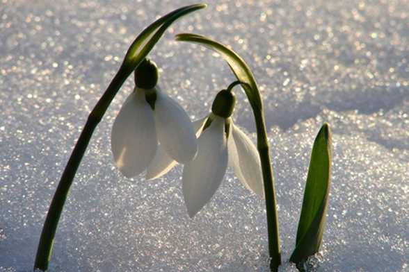 雪滴花的养殖方法和注意事项 雪滴花的养殖方法和注意事项