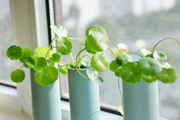 铜钱草图片 铜钱草图片