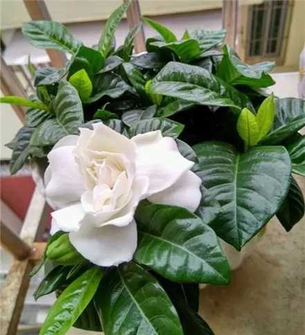 栀子花 栀子花
