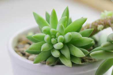 千佛手简介