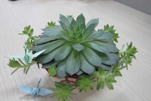多肉植物换盆注意事项