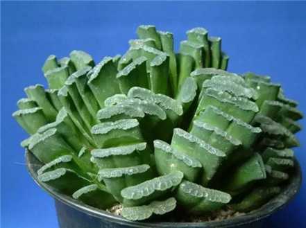 玉扇 玉扇