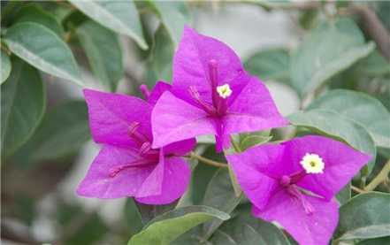 三角梅开花图片