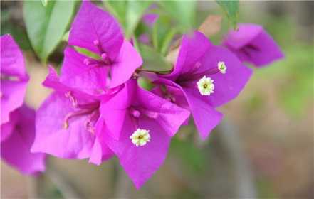 三角梅开花