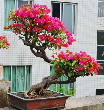 三角梅盆景欣赏