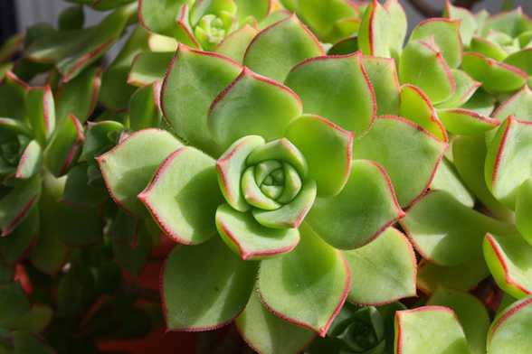 花中生命之石莲花 花中生命之石莲花