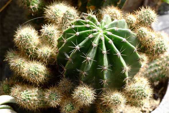 仙人掌类植物有哪些 仙人掌类植物有哪些