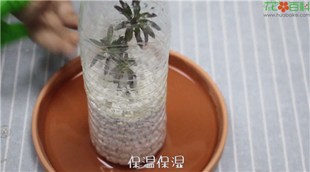 进行扦插