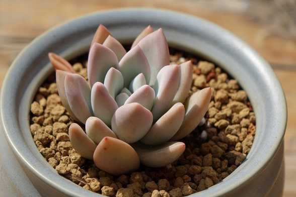 多肉植物奥普琳娜的冬季养护 多肉植物奥普琳娜的冬季养护