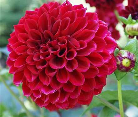 大丽花开花