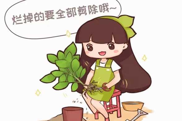 根全烂了别扔,这样做,分分钟把花救活 根全烂了别扔,这样做,分分钟把花救活