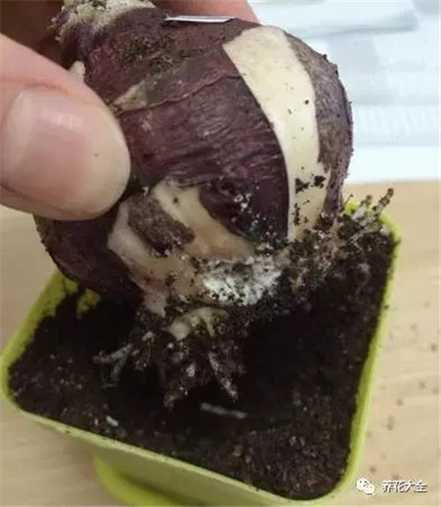 种球发霉处理