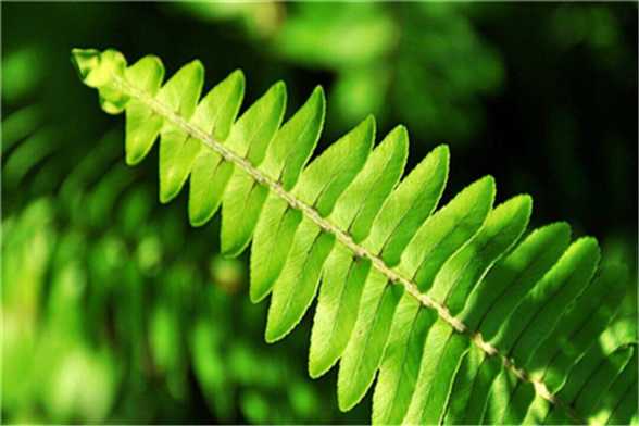 蕨类植物夏天怎么养 蕨类植物夏天怎么养