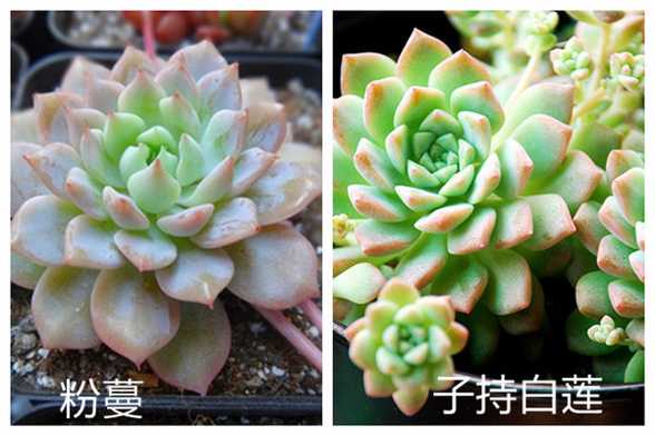 别把子持白莲当粉蔓 别把子持白莲当粉蔓