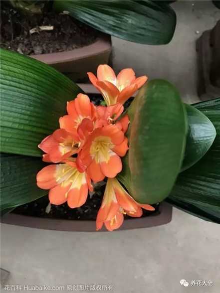 开花前 开花前