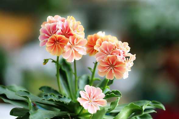 露薇花怎么养 露薇花怎么养