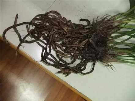 修剪腐根 修剪腐根
