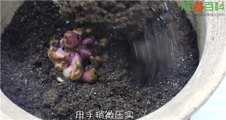 栽植