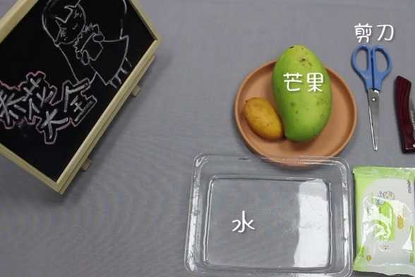 芒果盆栽制作视频 芒果盆栽制作视频