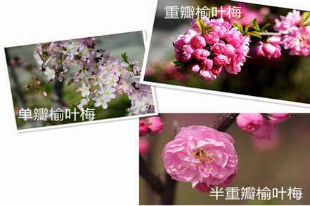 榆叶梅