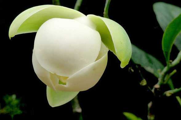 夜合花与百合花的区别 夜合花与百合花的区别