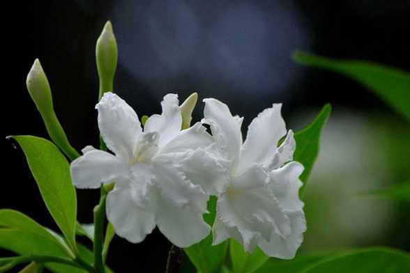 狗牙花的养殖方法和注意事项 狗牙花的养殖方法和注意事项
