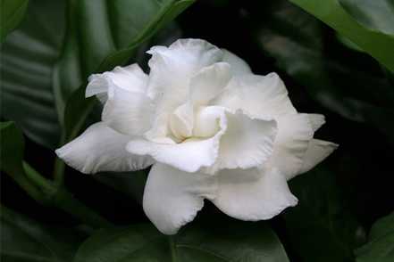 狗牙花的养殖方法