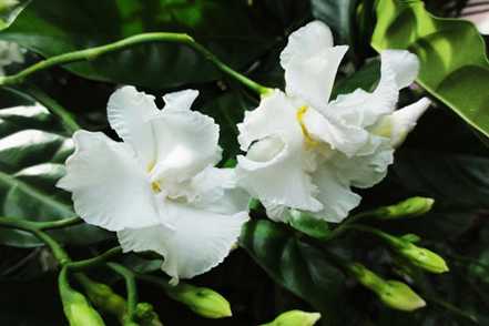 狗牙花养殖的注意事项