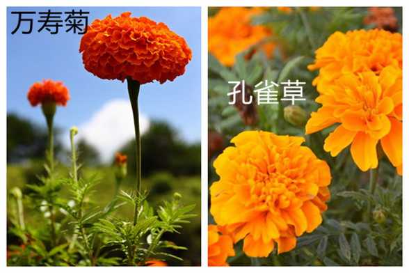 万寿菊和孔雀草的区别 万寿菊和孔雀草的区别