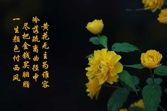 棣棠花的品种 棣棠花的品种