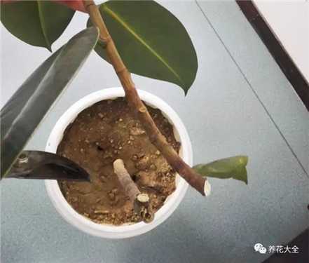 枝条短截