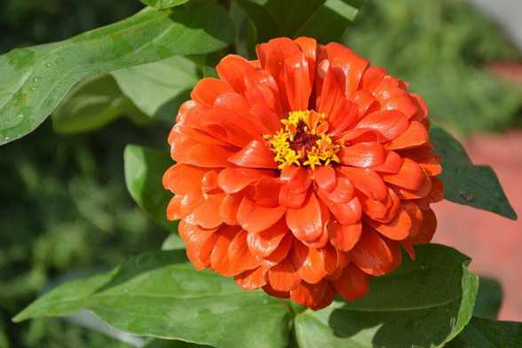 百日草(百日菊)品种大全 百日草(百日菊)品种大全