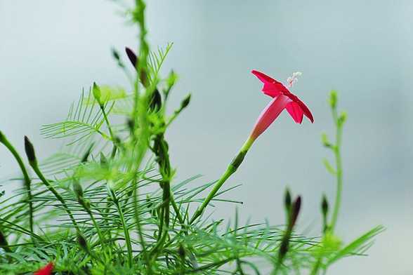 茑萝什么时候开花 茑萝什么时候开花