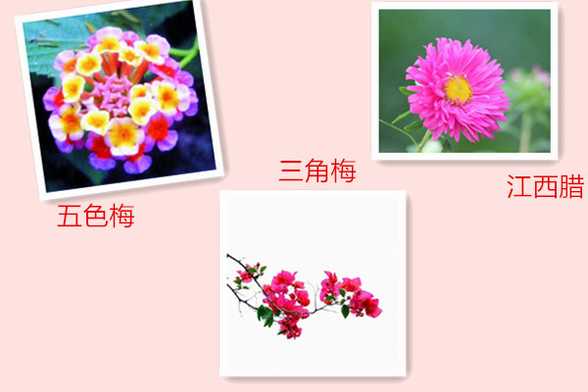 五色梅、江西腊、三角梅什么时候开花 五色梅、江西腊、三角梅什么时候开花