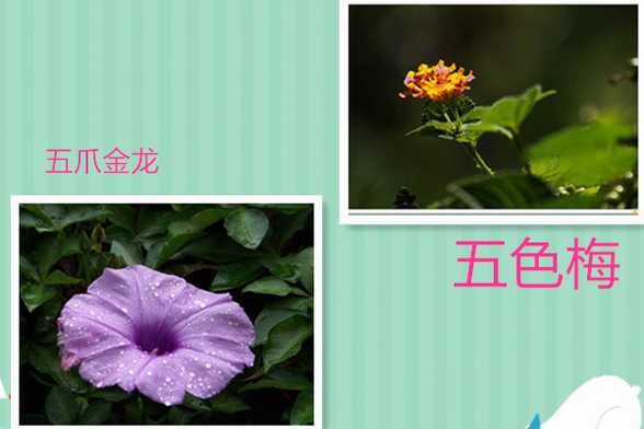 五色梅和五爪金龙分别是什么植物 五色梅和五爪金龙分别是什么植物