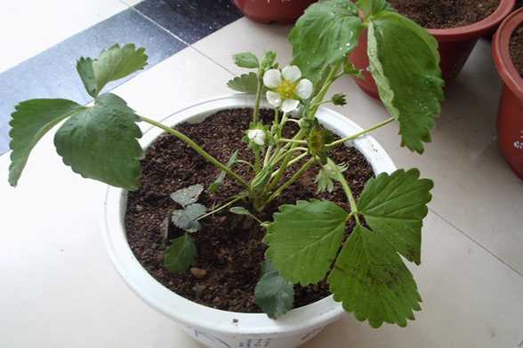 草莓花期可以施肥吗 草莓花期可以施肥吗
