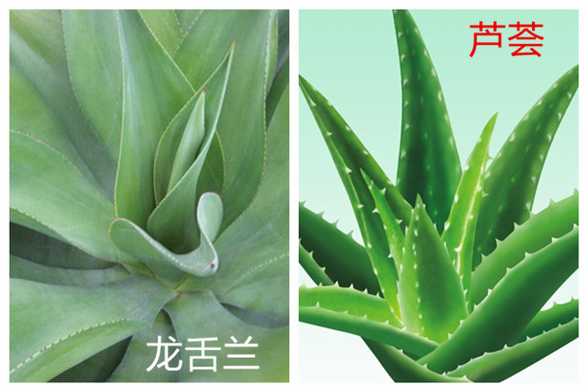 龙舌兰和芦荟的区别