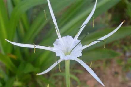 水鬼蕉开花