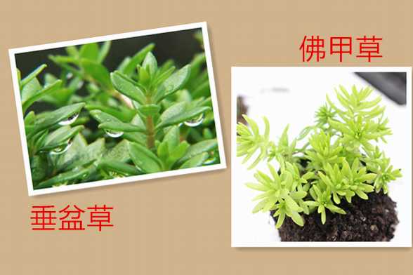 垂盆草与佛甲草的区别 垂盆草与佛甲草的区别