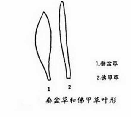 垂盆草与佛甲草的区别
