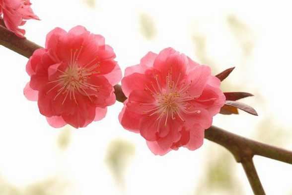 碧桃怎么嫁接繁殖 碧桃怎么嫁接繁殖