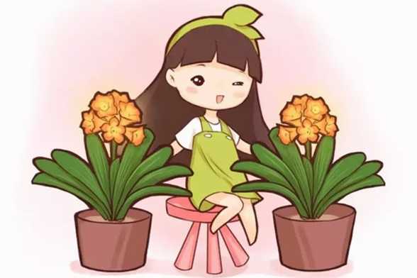 不用花钱!学会这两招,君子兰多得都放不下 不用花钱!学会这两招,君子兰多得都放不下