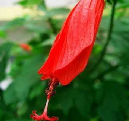 悬铃花的花期
