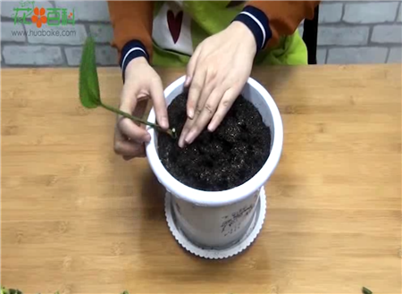 第三步：扦插