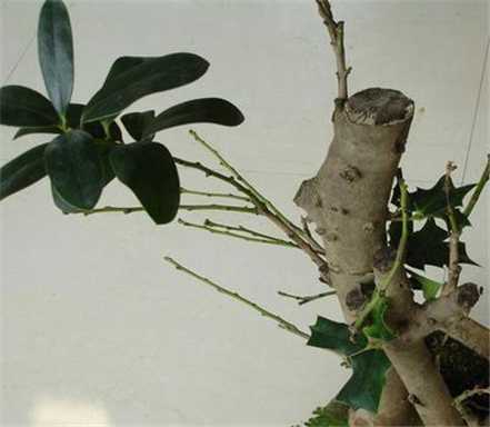 紫叶矮樱嫁接砧木 紫叶矮樱嫁接砧木