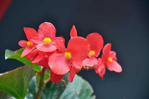 四季海棠的花期及其调控 四季海棠的花期及其调控