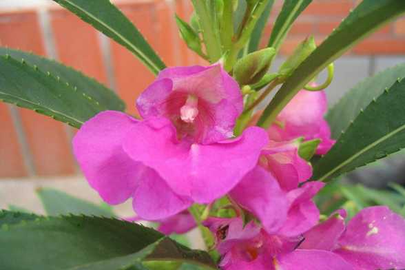 凤仙花品种赏析