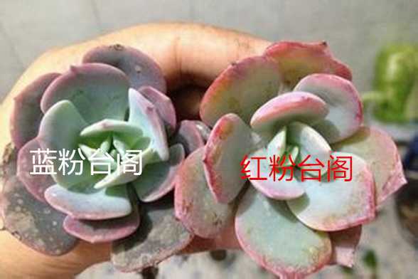 红粉台阁和蓝粉台阁的区别