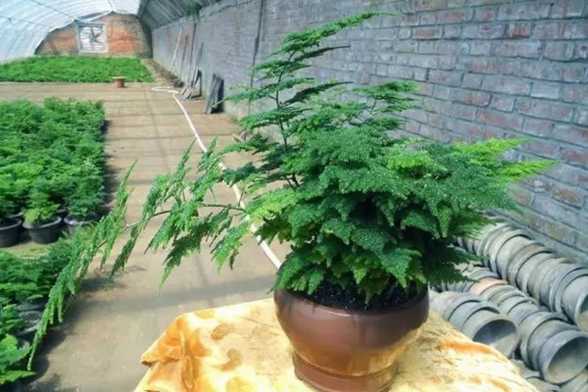 文竹的剃头及养护 文竹的剃头及养护